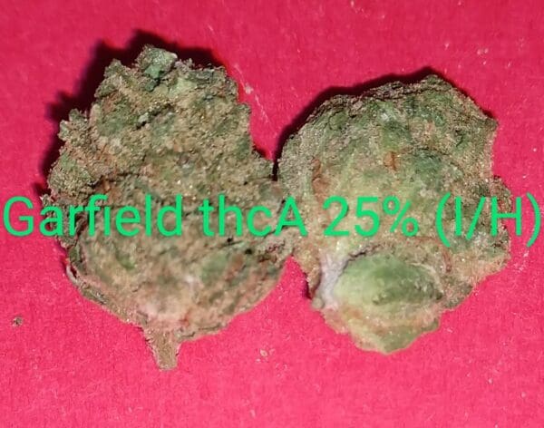 Garfield THCA Flower (H) 25%