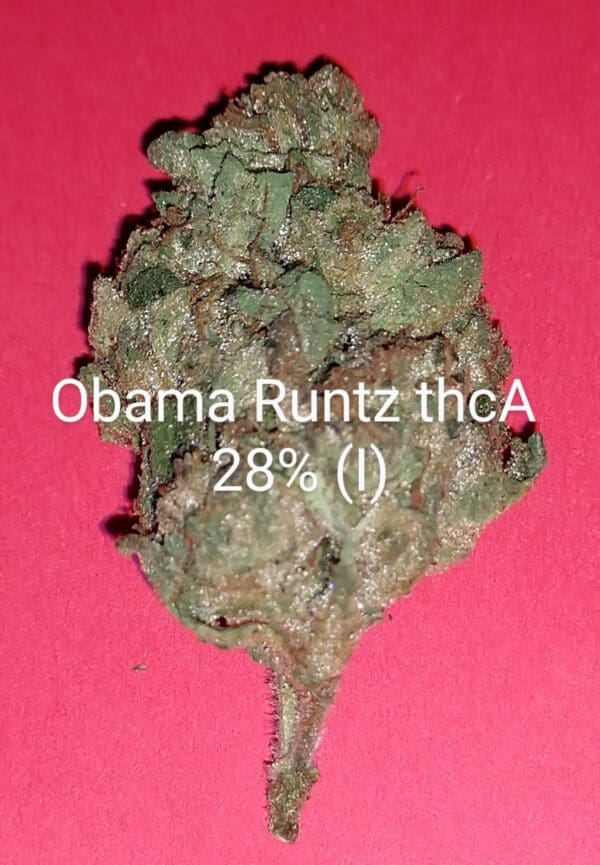 Obama Runtz THCA Flower (I) 28%