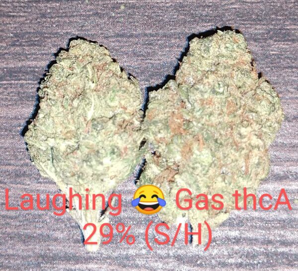 Laughing Gas THCA Flower (SH) 29%